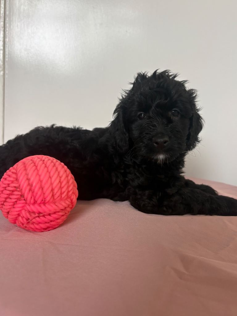 Adorable F2 Cockapoo Puppies for Loving Home