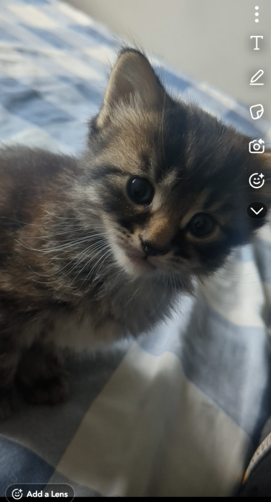 4 Kittens for sale 