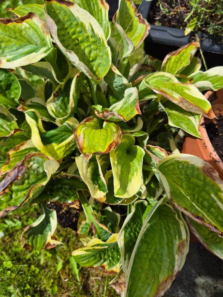 Variegated Hosta Plant i
