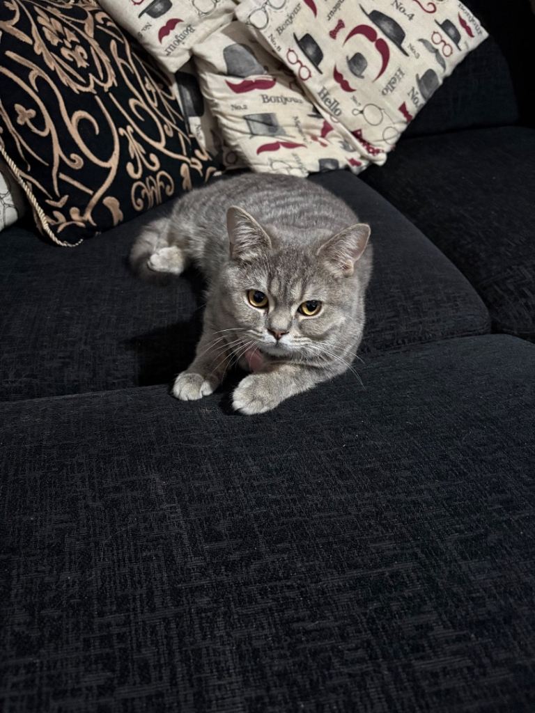 British shorthair mix