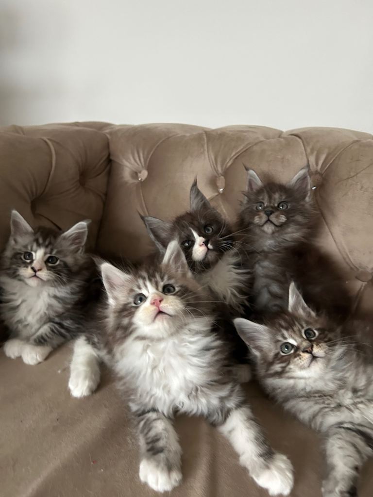Adorable Maine Coon kittens