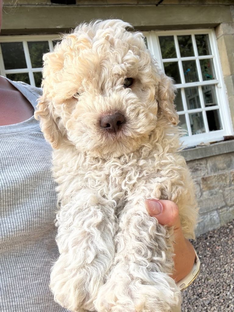 3 KC reg Lagotto boys 