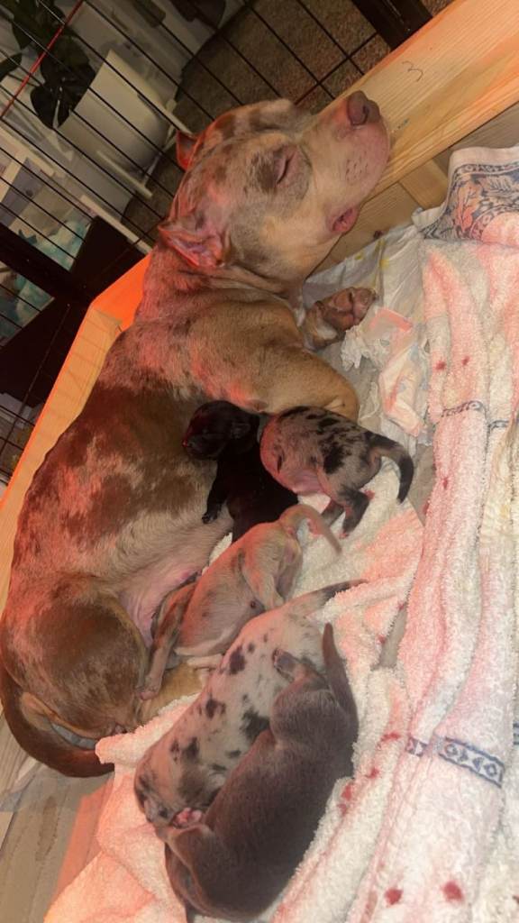 Gorgeous micro pocket bully x