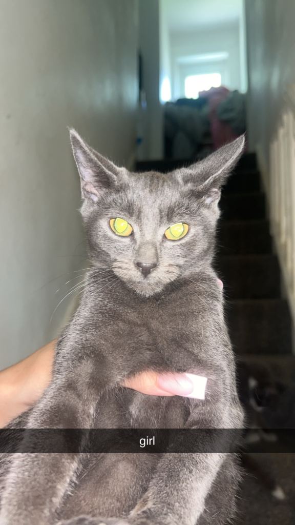 Kittens for sale 