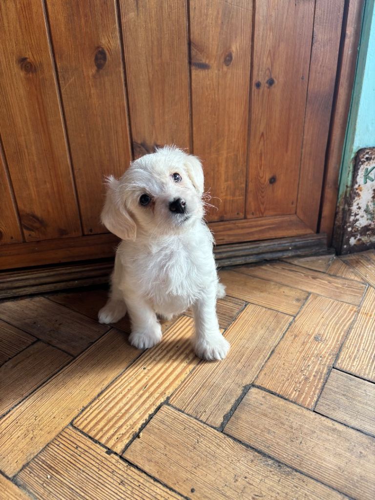 Jackapoo puppies for sale 