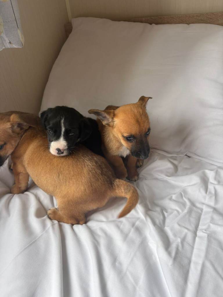 Jack Russell puppies 