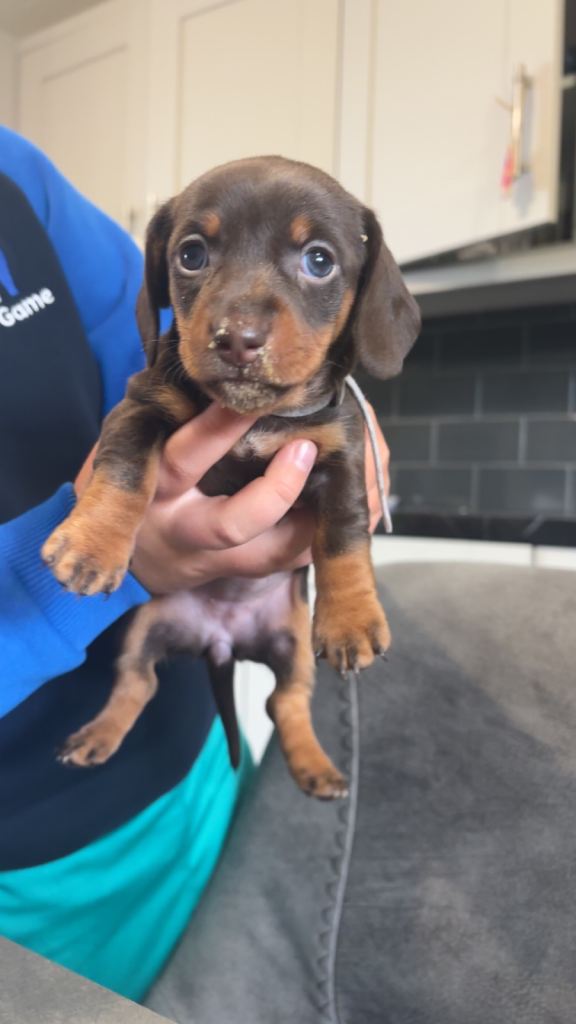 Miniature Dachshunds KC registered 