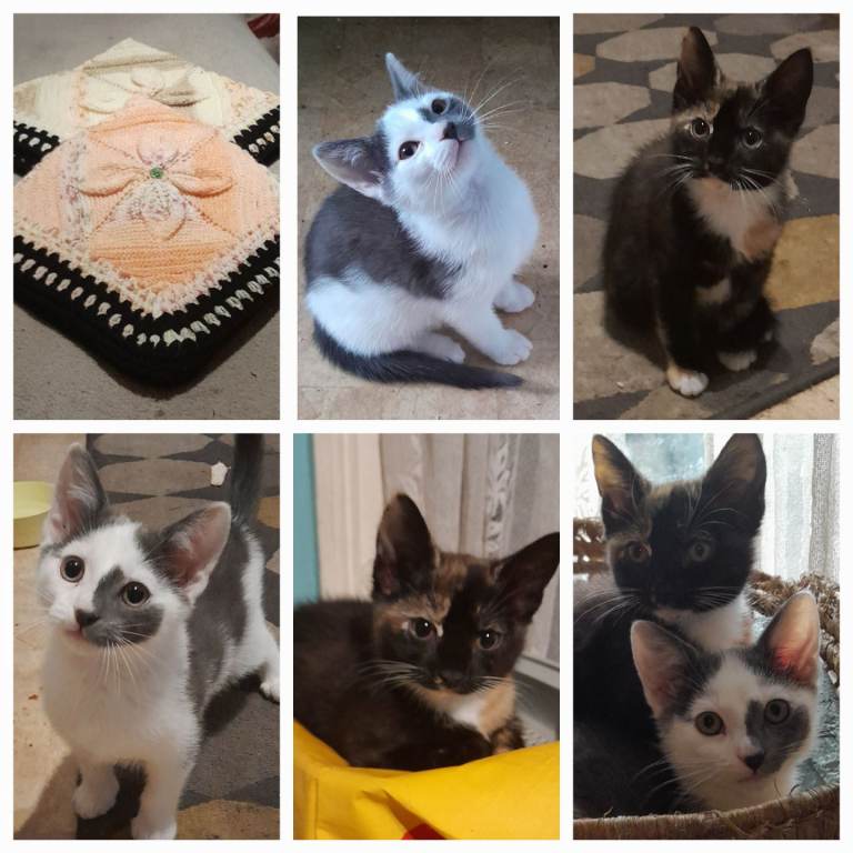 Adorable Kittens for Sale