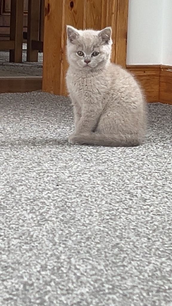 British Shorthair Kittens 