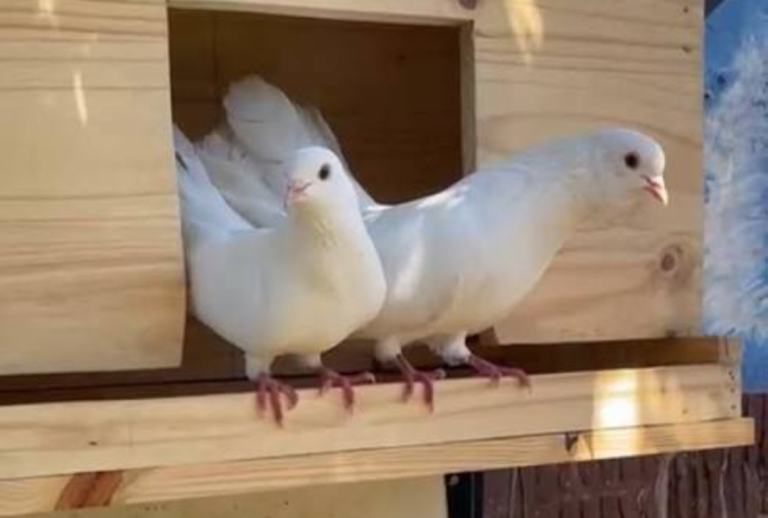 Doves
