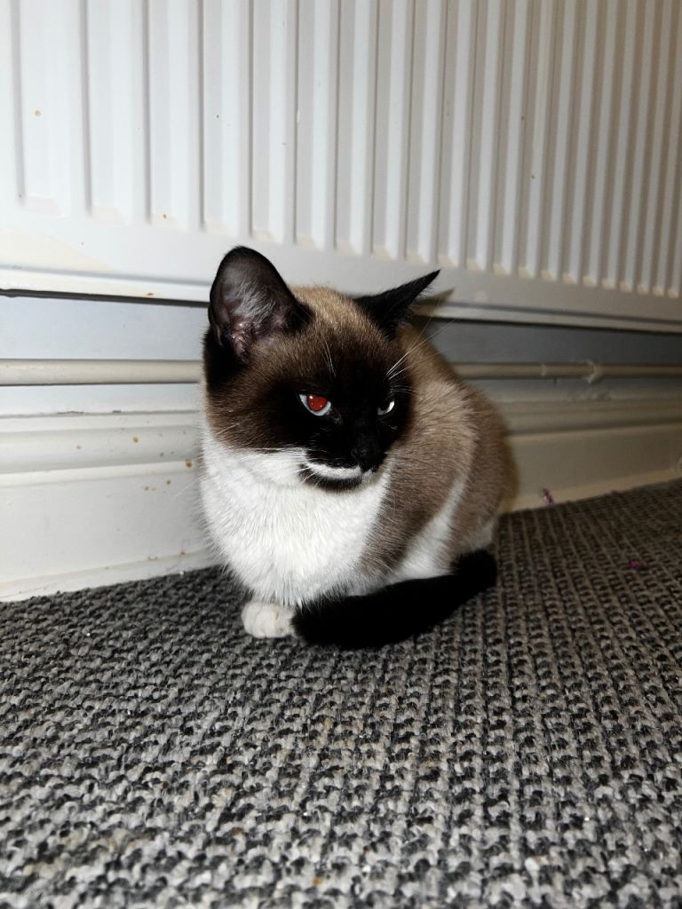 Siamese shorthair