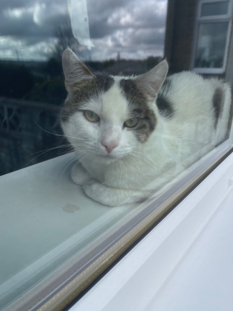 Very friendly cat with everything