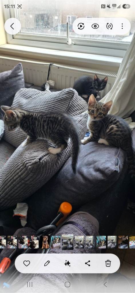 2 tabbies for sale to loving home