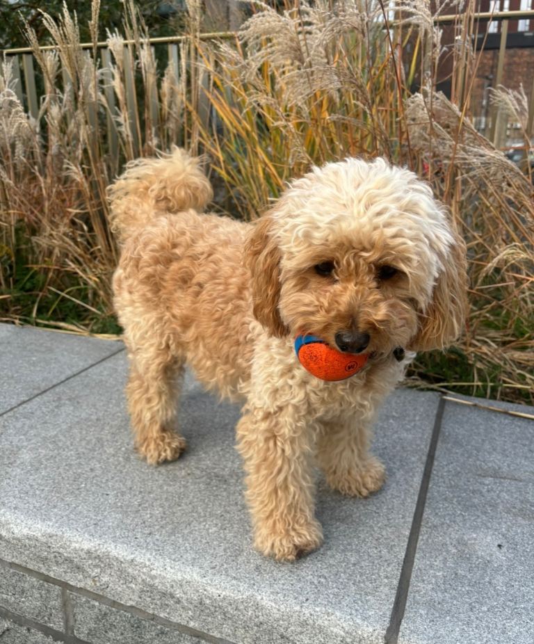 BABY TEDDY FLUFFY COCKAPOO PUPPIES