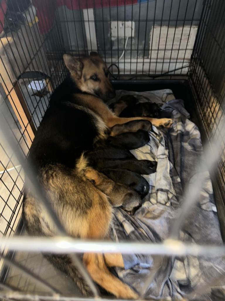 2 female Gsd mix with belgain malinoi