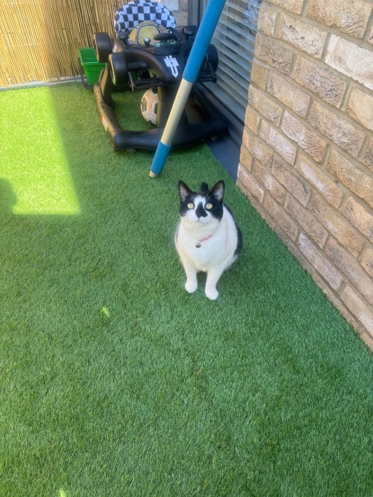 Female cat 4 years old