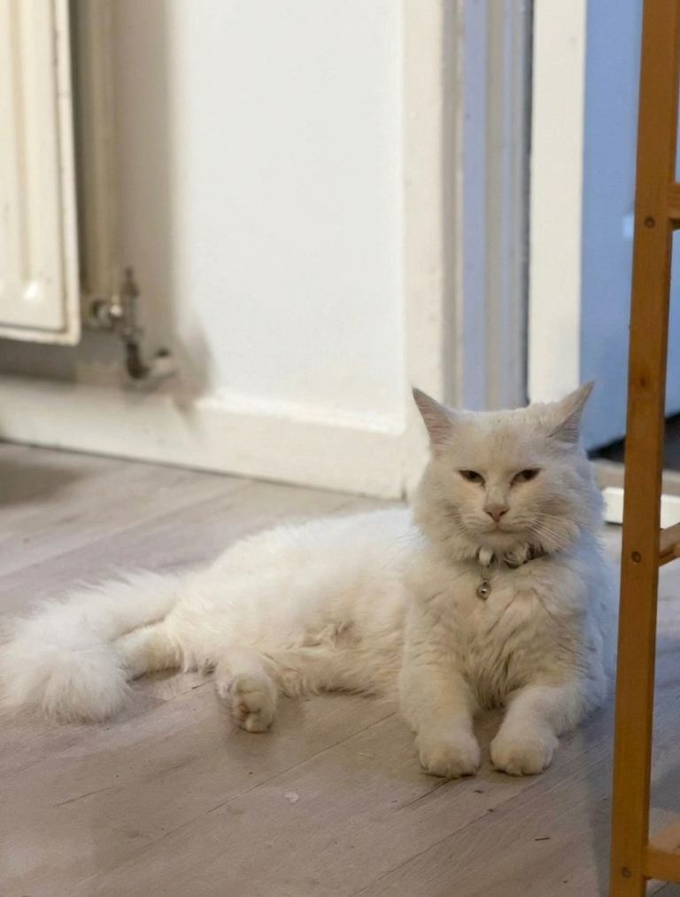 Beautiful white turkish angora Male