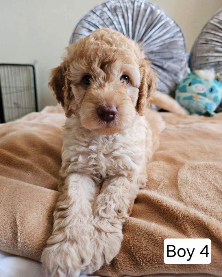 Outstanding Cavapoo Puppies 