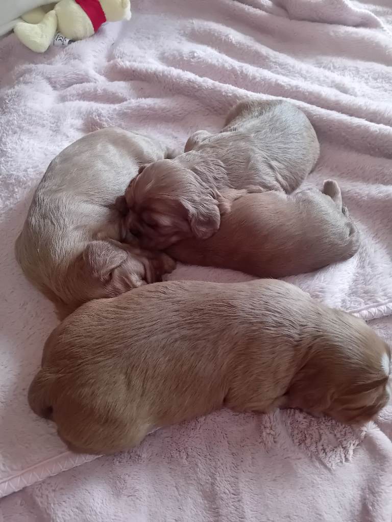 4 beautiful cavalier king charles spaniel puppies 