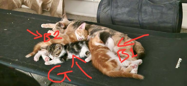 Kittens for sale 3. 1 girl, 2boys 