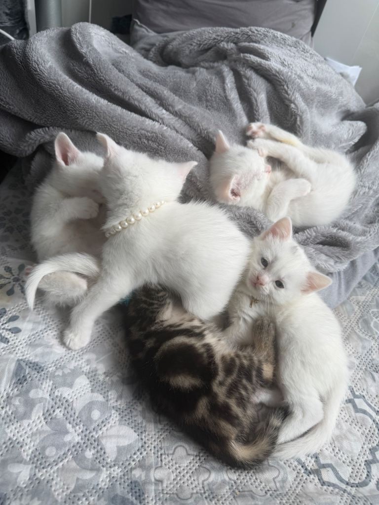 Beautiful Turkish Van Kittens 