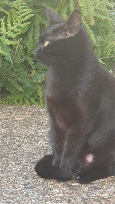 Female cat