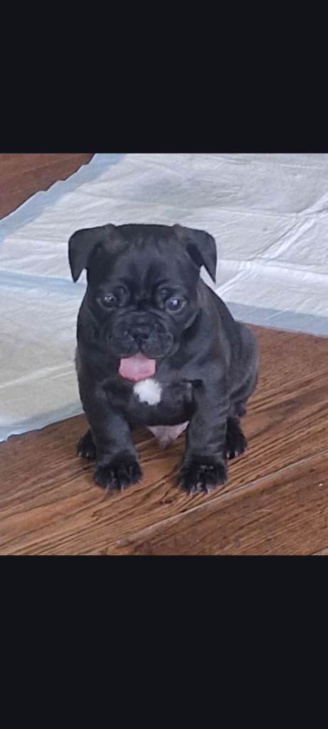 Puppies for sale