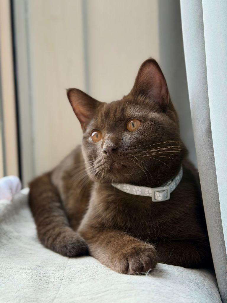 Brown kitten ready to go 