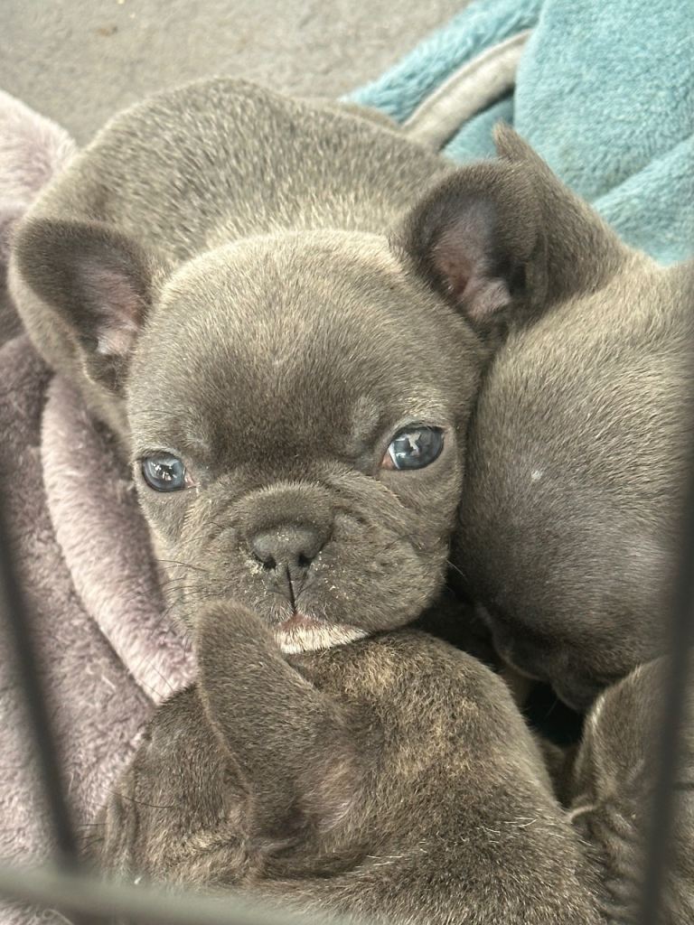 🐾 Blue French bulldog puppies 🔥