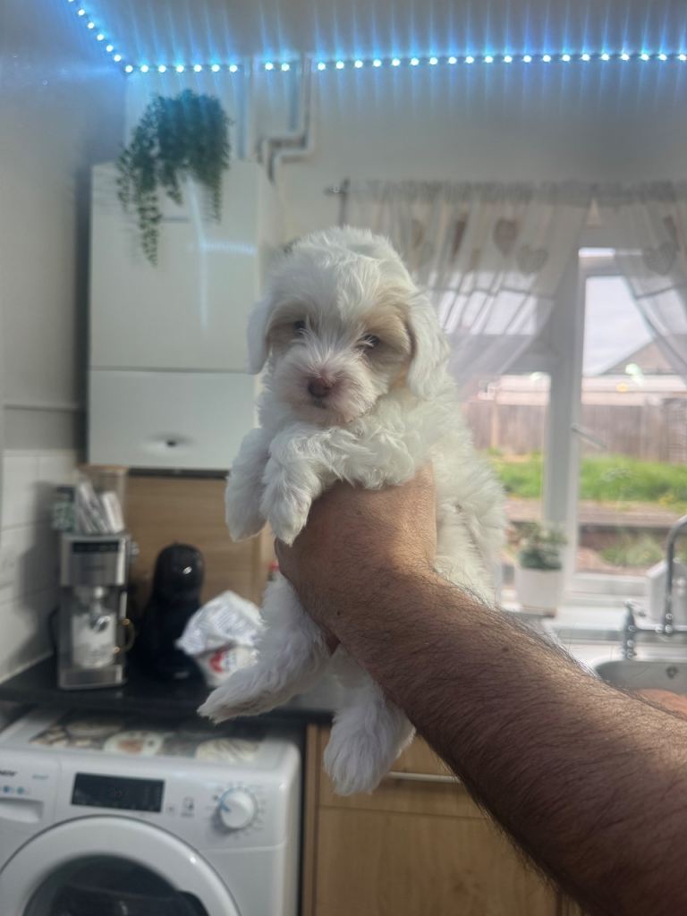 Maltipoo 1 girl