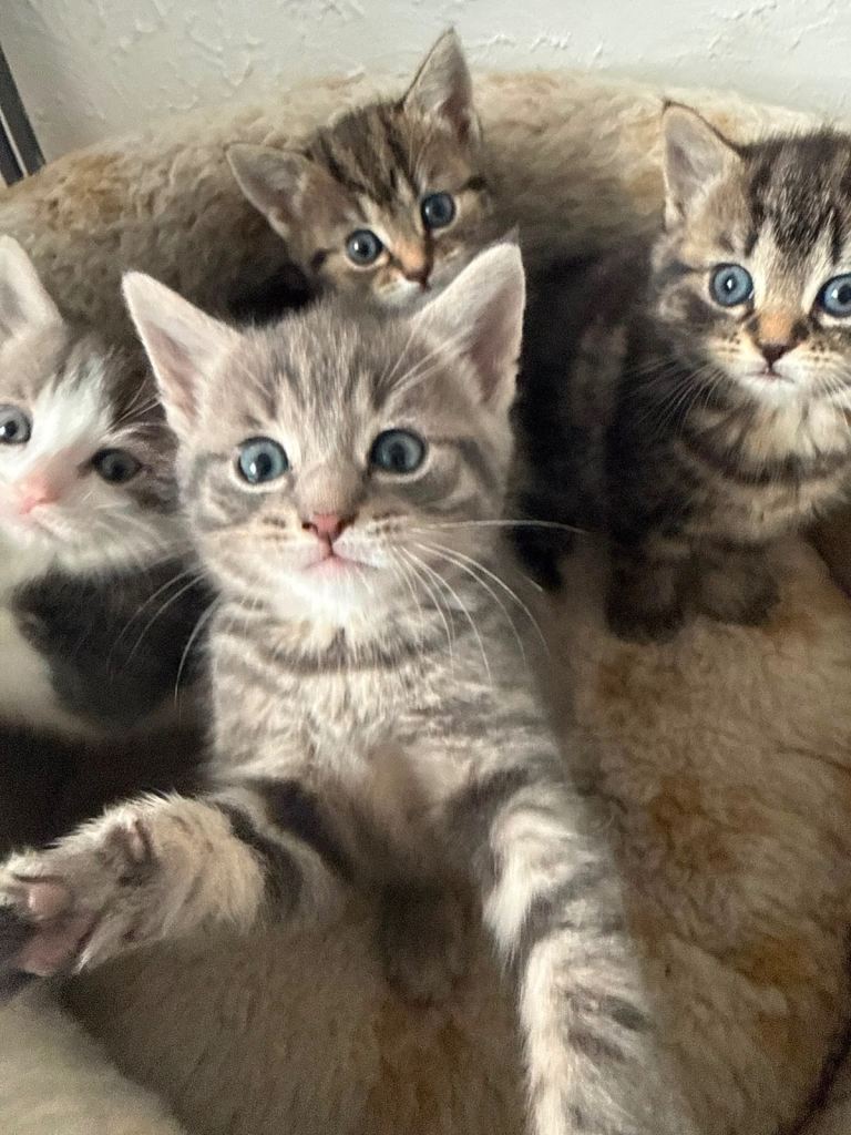 KITTENS FOR SALE 