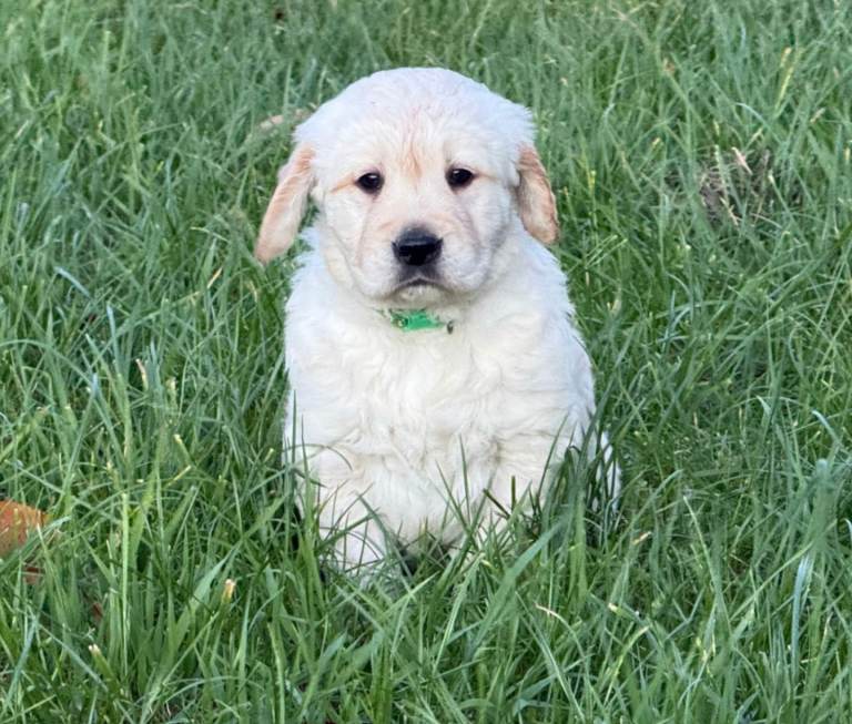 KC registered golden retrievers