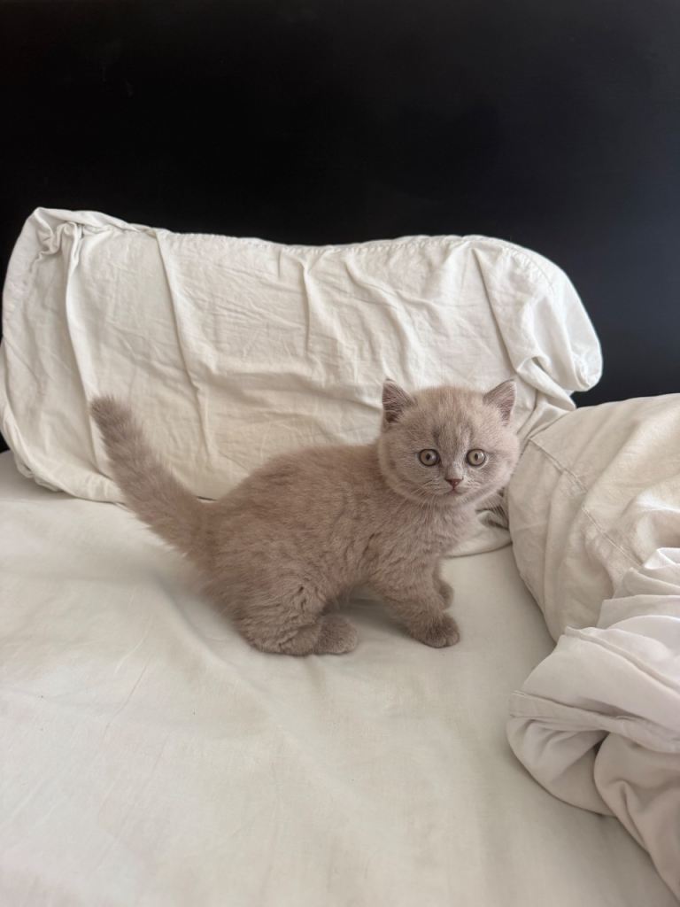 Gorgeous Lilac British Shorthair Kitten Boy with the best personality  