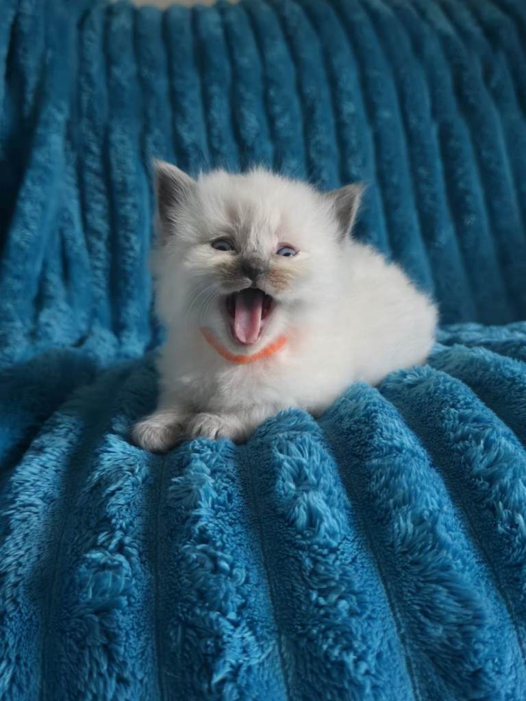 Ragdoll kittens pure bred 