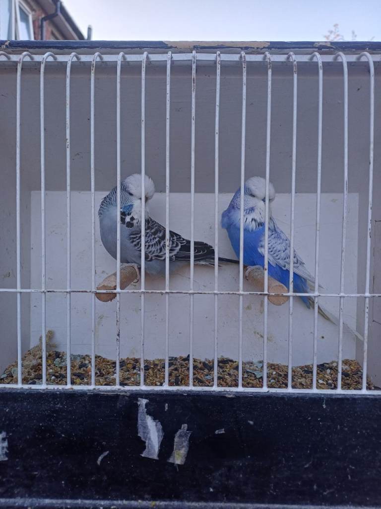 Breeding pair of budgies