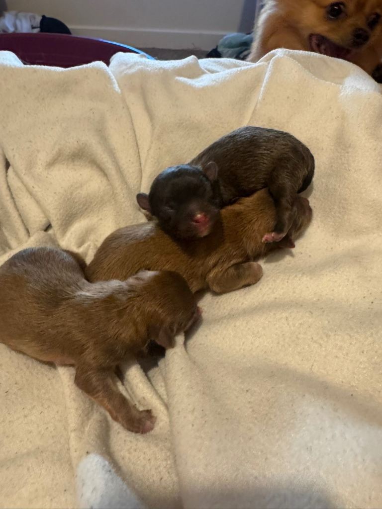 Pomeranian puppy for sale 