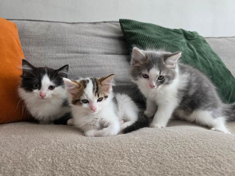 Fluffy Ragdoll cross kittens - Ready Now