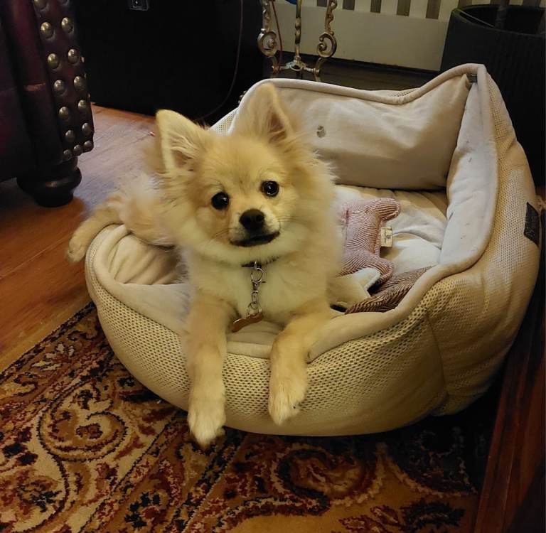 Pomchi 