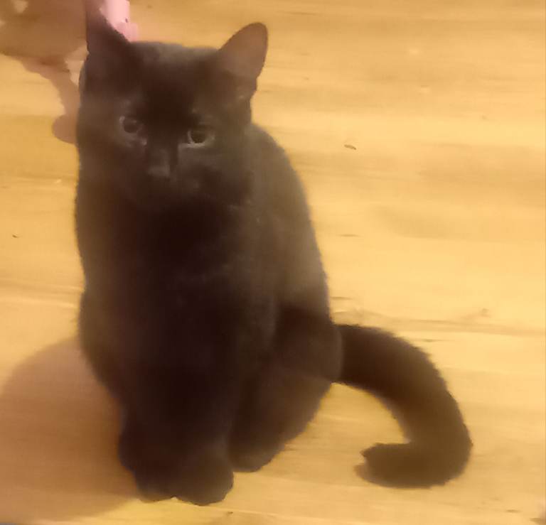 7 month old male kitten 