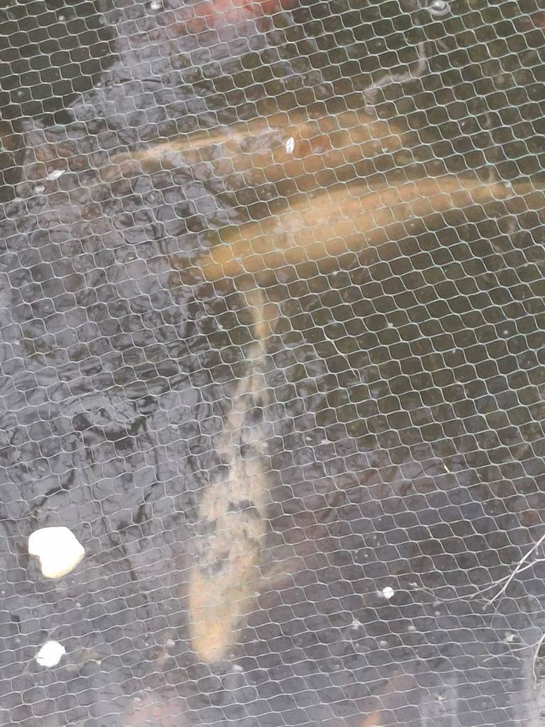 Koi fish pomd closing down