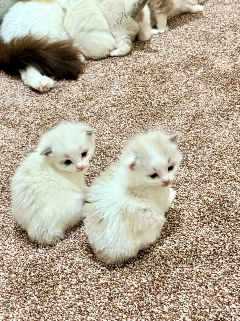 Pure ragdoll kittens 