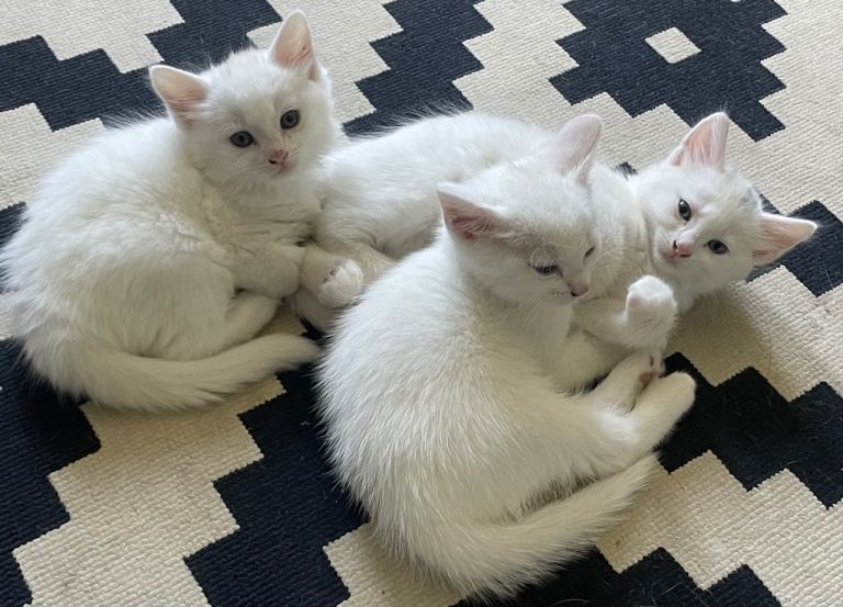 X3 white kitten available (male, male, female)