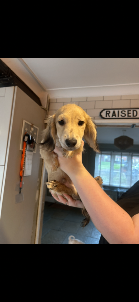 long haired dachshund puppy  