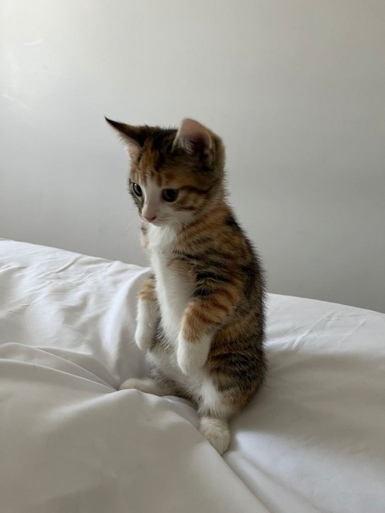 6 Abyssinian/Bengal Mix. 