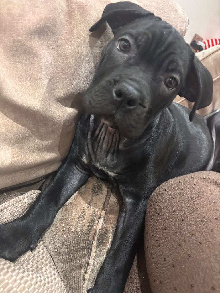 Cane corso puppies 