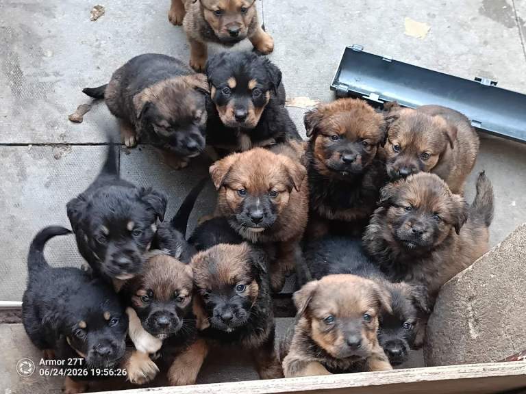 Mastiff x akita x rottweiler pups