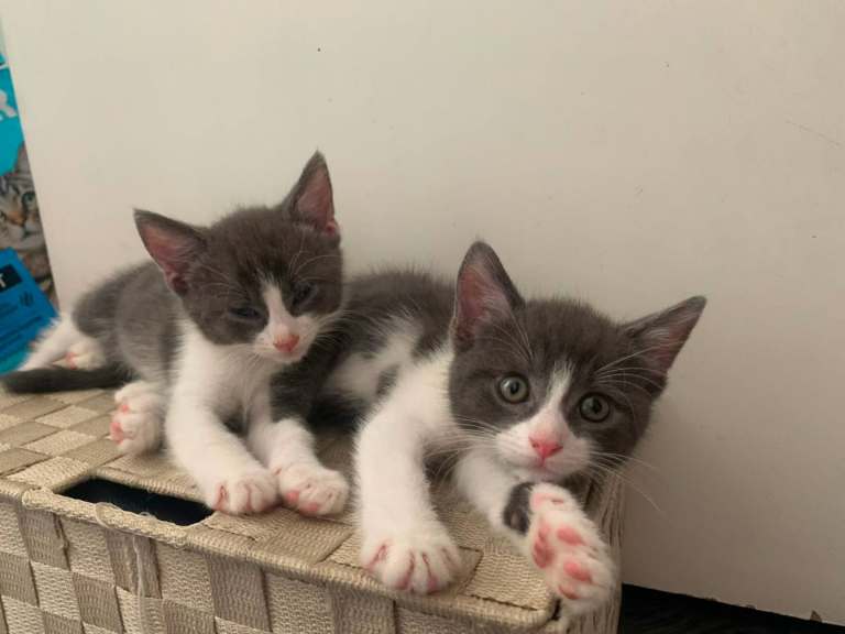 Two last gorgeous little girls, well handled and loved.