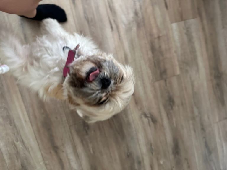 Beautiful Shih Tzu 