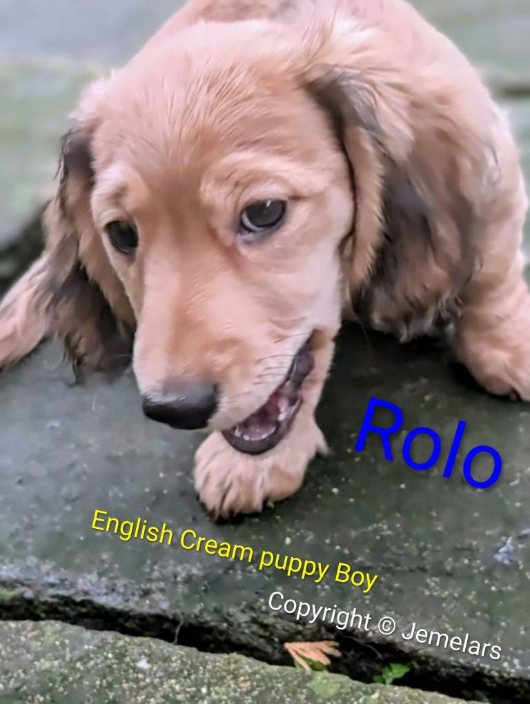 MINIATURE DACHSHUND ENGLISH CREAM LONG HAIR 