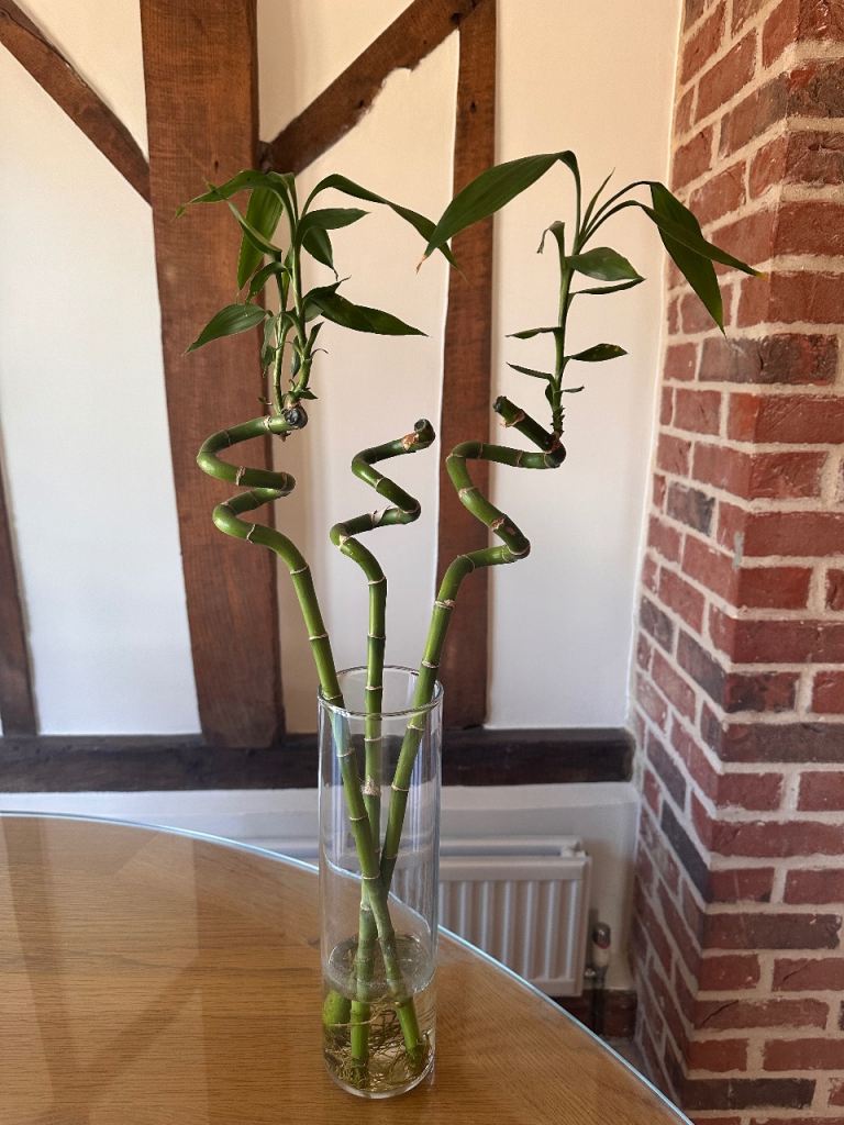 Lucky Bamboo Plant 